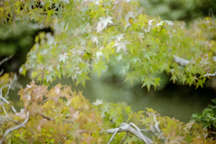 まだ緑のもみじ