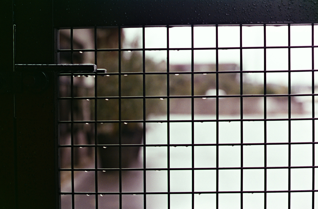 雨の雫