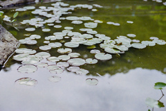 池の蓮の葉