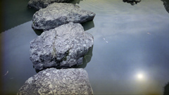 池の飛び石と太陽の反射