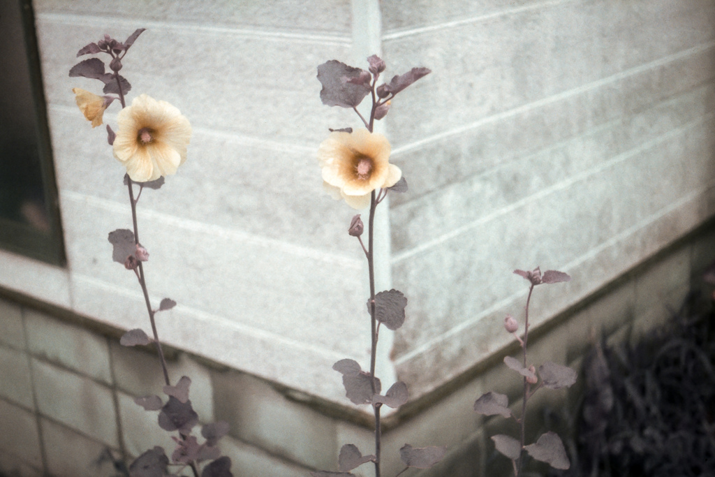 なんの花？
