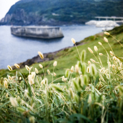 元乃隅稲荷神社の周辺に生えていた猫じゃらし