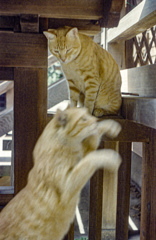 跳躍する猫