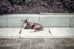 にゃんにもする事がにゃい