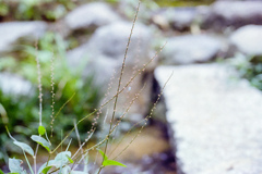 細い茎の小さな花