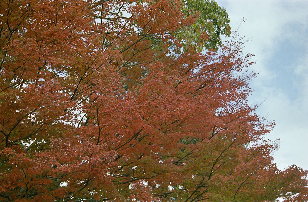 紅葉