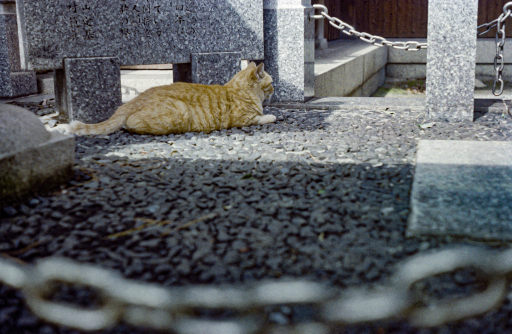 神社に巣食う猫