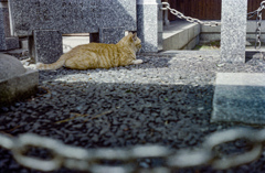 神社に巣食う猫