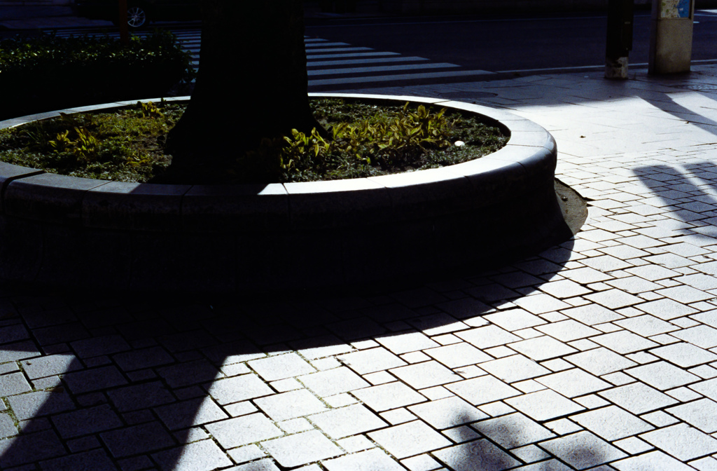 歩道の花壇