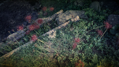 彼岸花（ですよね？）