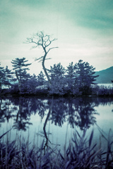 沼に映る木