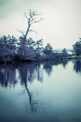 沼に映る木