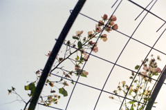 入り口の花のアーチ