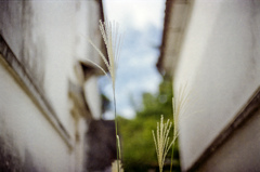 ススキの穂