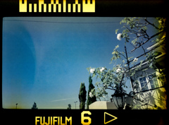 玄関からはみ出た白い薔薇