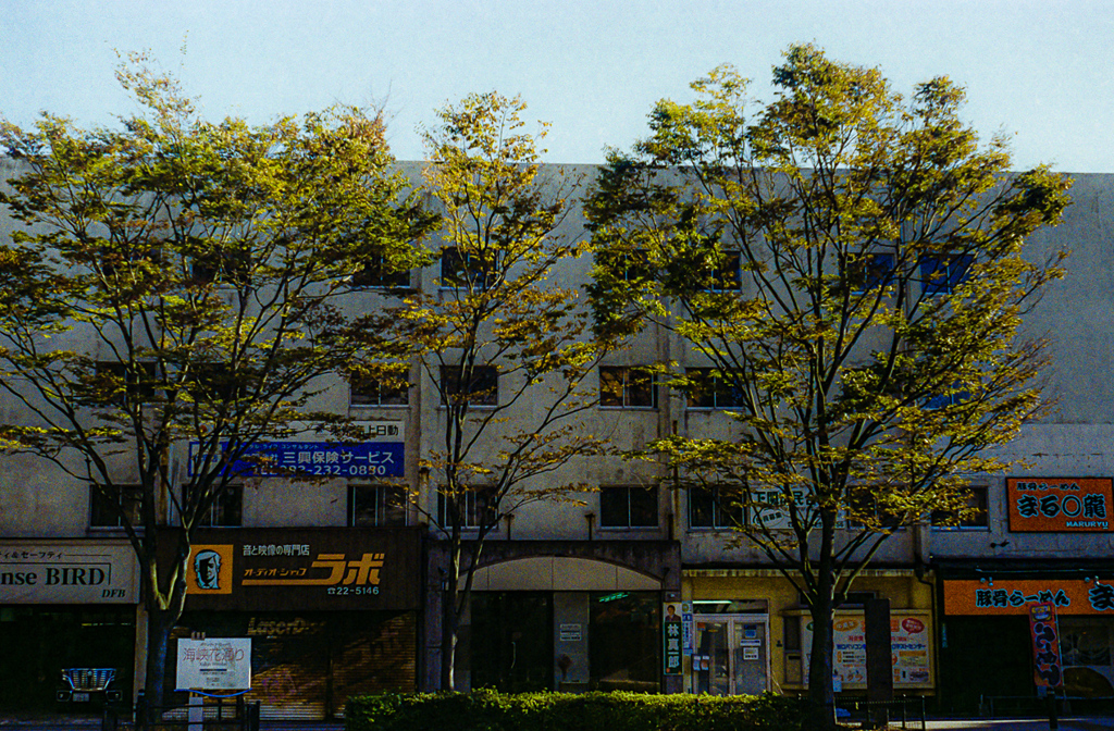 街路樹