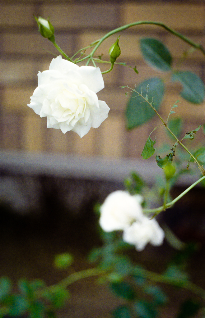 バラの花