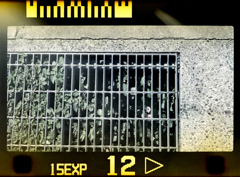 側溝に咲く小さな花