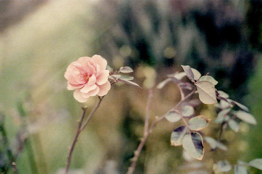 お店の前の薔薇