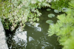 水面に映る若もみじ