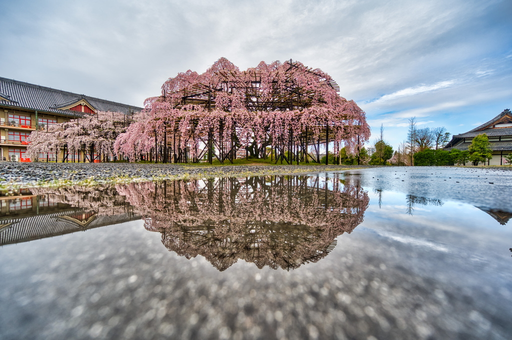 枝垂れ桜