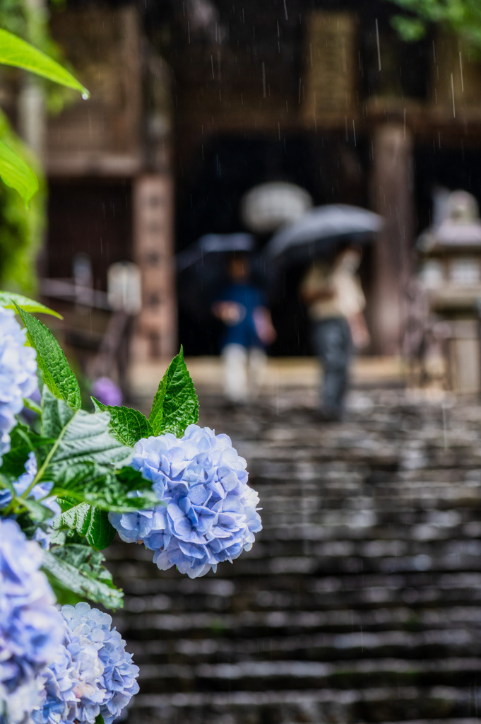 梅雨