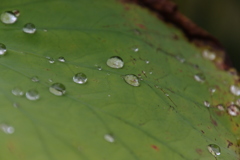 花 草木