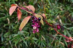 DSC_7538_00001