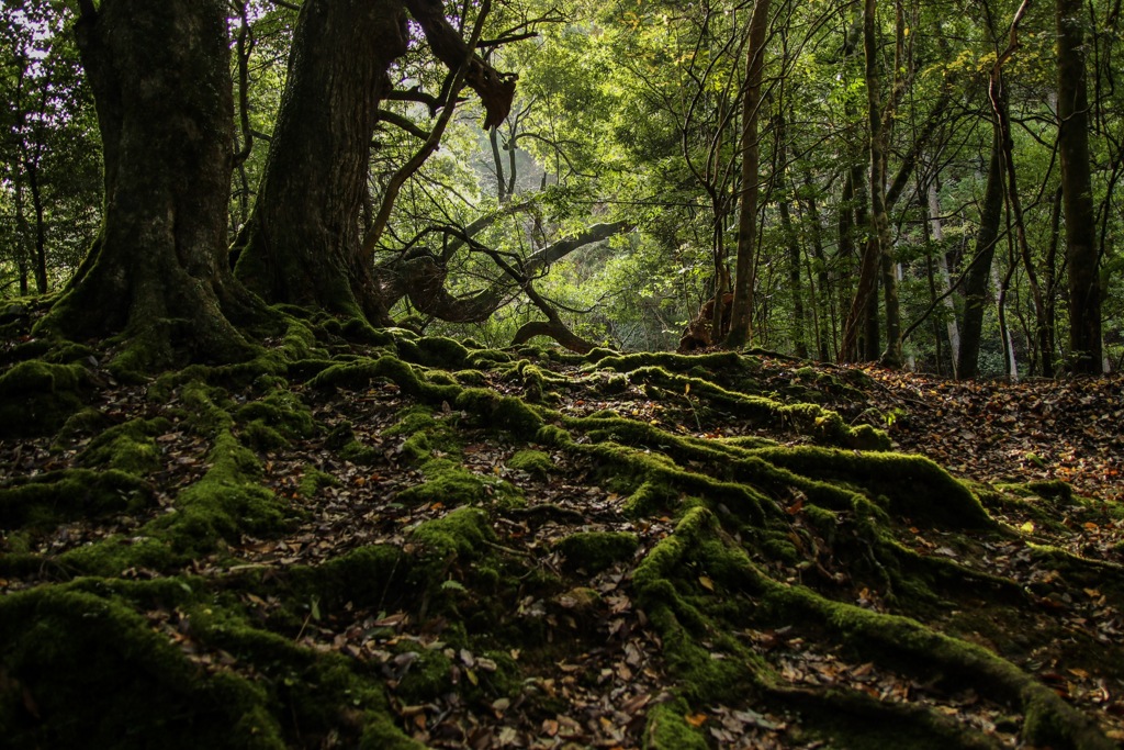 散策31