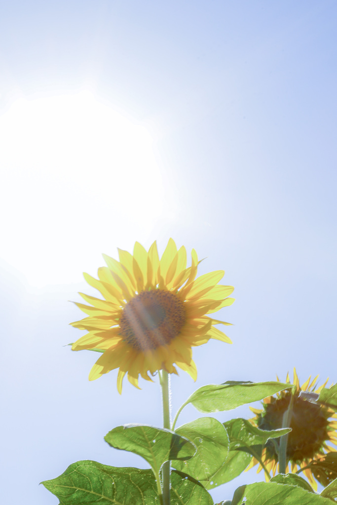 遅咲きのひまわり5
