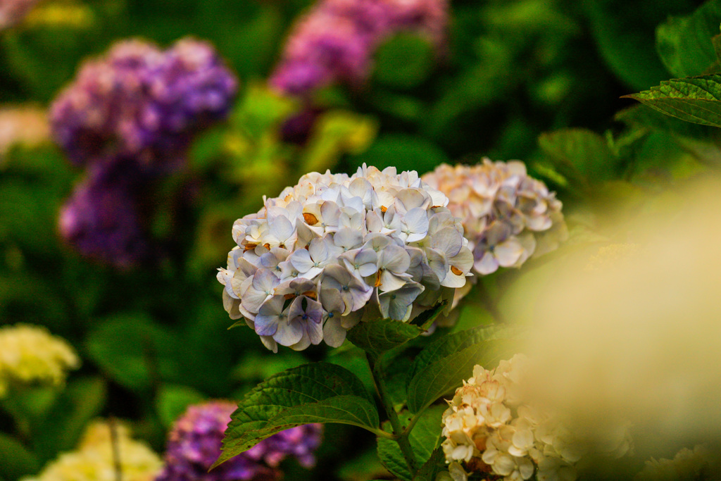 紫陽花12