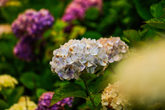 紫陽花12
