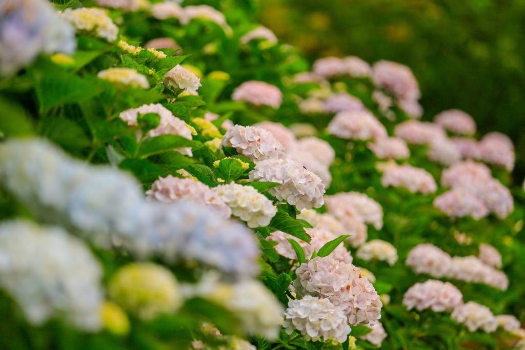 紫陽花13