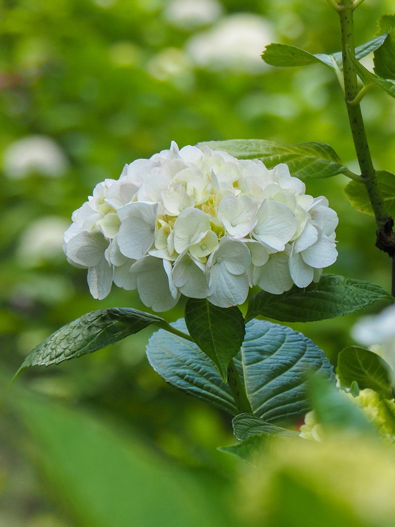 紫陽花