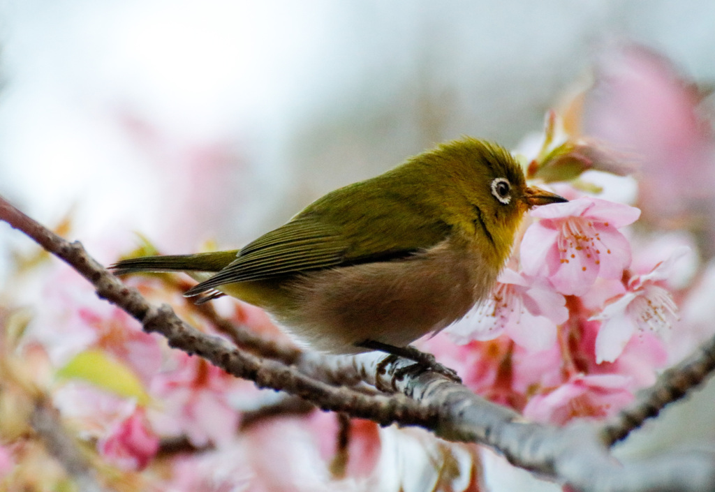 河津桜とメジロ