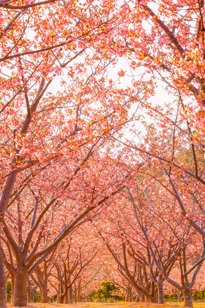 河津桜