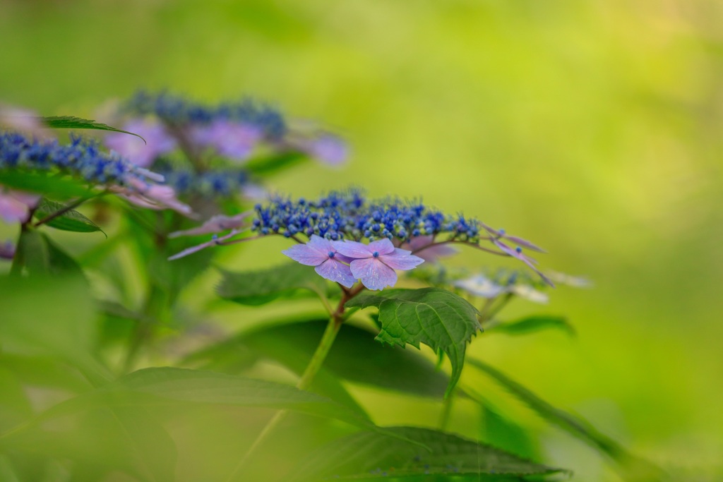紫陽花8