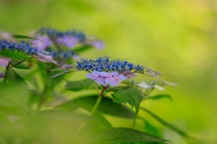 紫陽花8