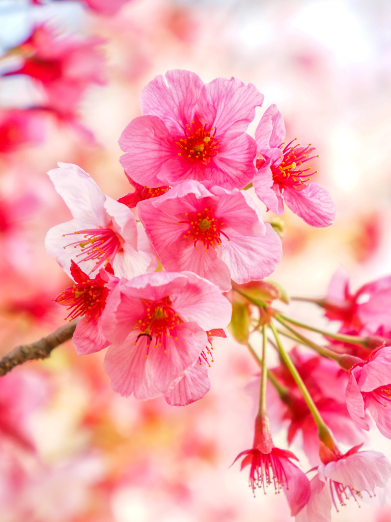 桜