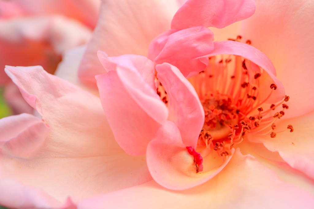 薔薇