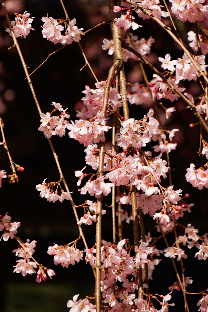 しだれ桜②