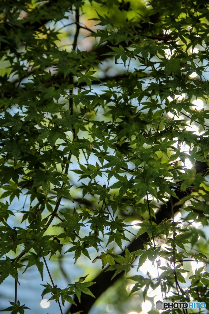 早く紅くな〜れ！②