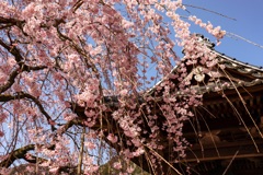 しだれ桜