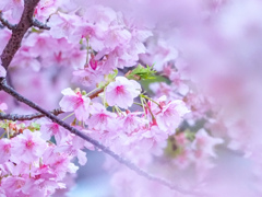 河津桜