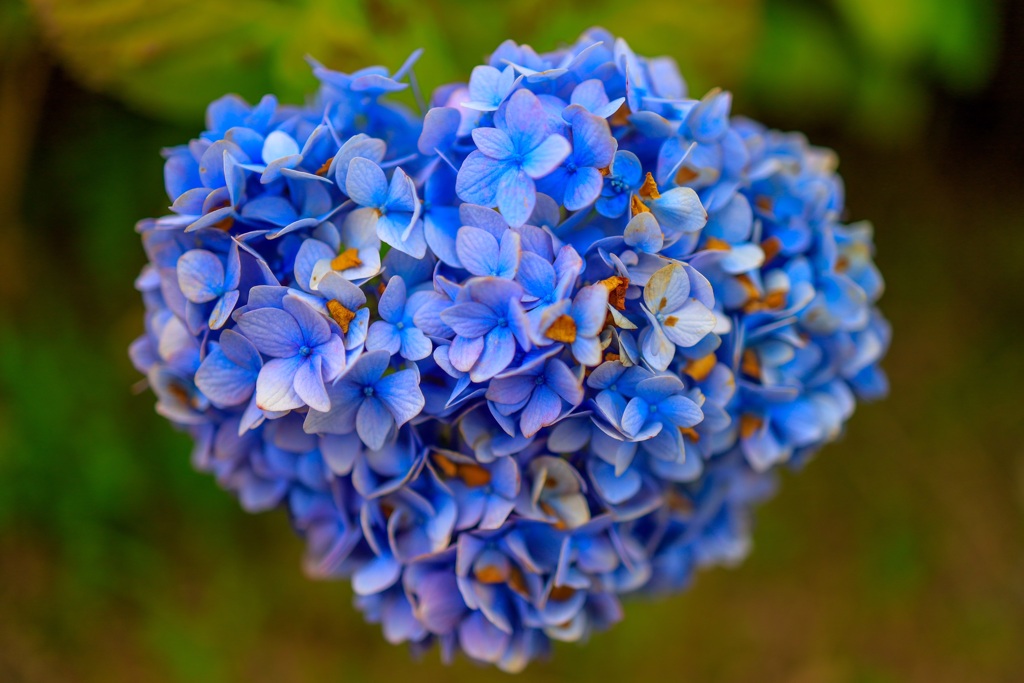 紫陽花5