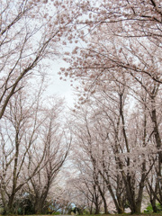 桜道