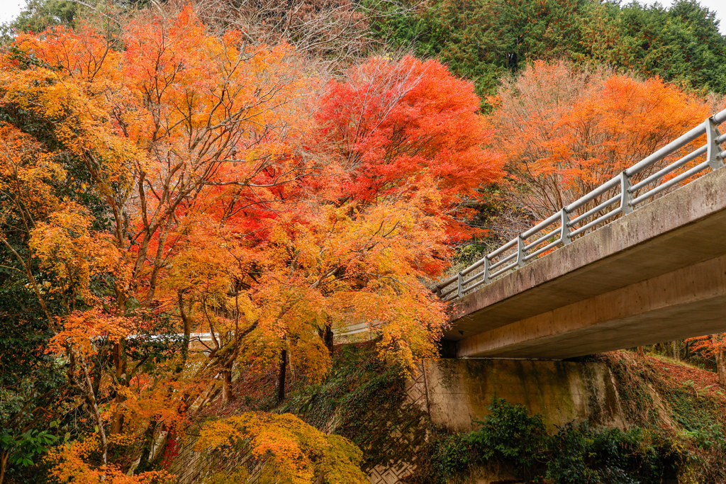 紅葉