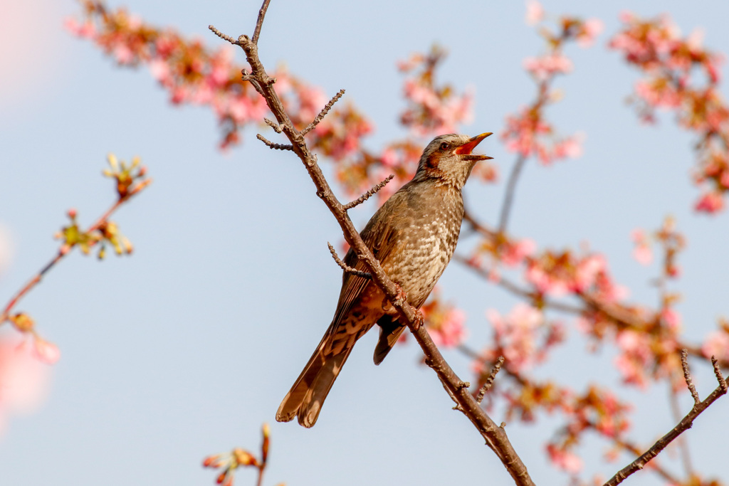 河津桜4