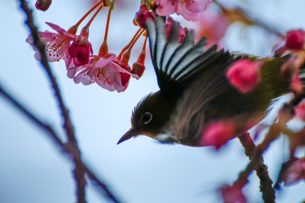 河津桜とメジロ5