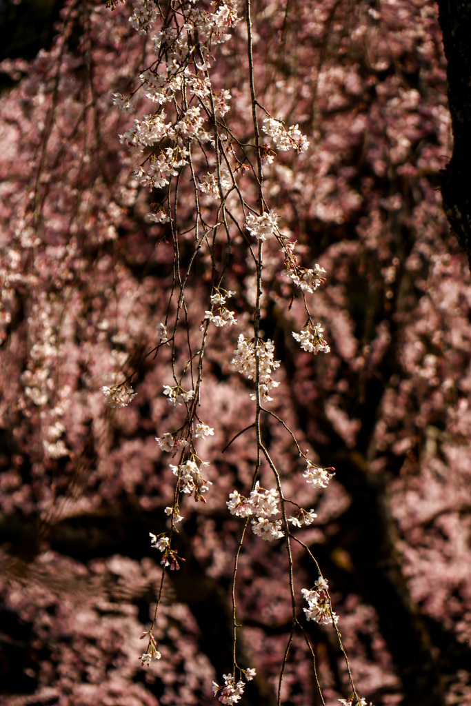 しだれ桜③